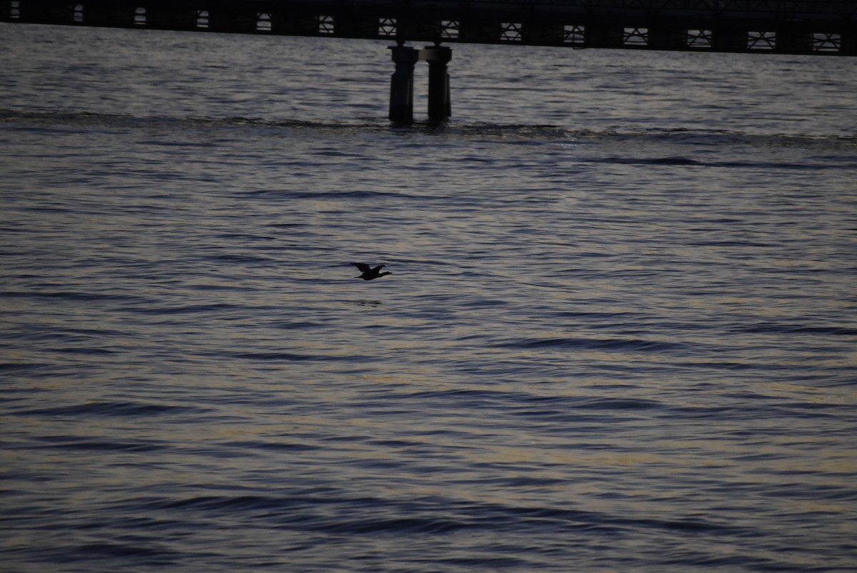 Cormoran à aigrettes - ML646404237