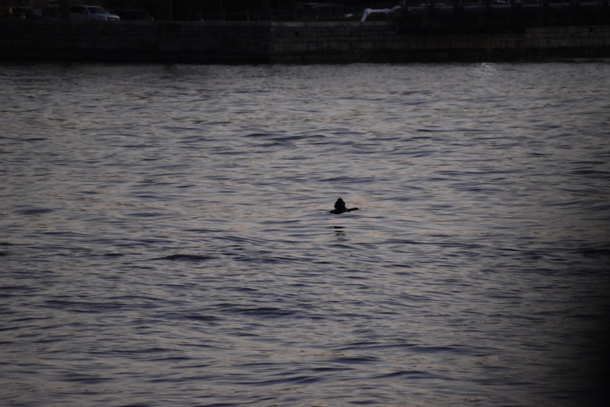 Cormoran à aigrettes - ML646404238