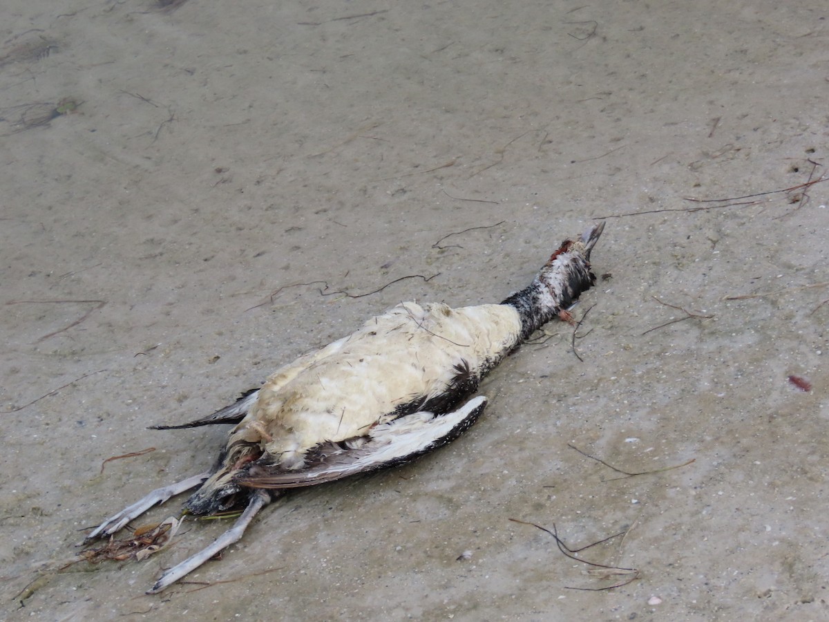 Animals - ML646404240