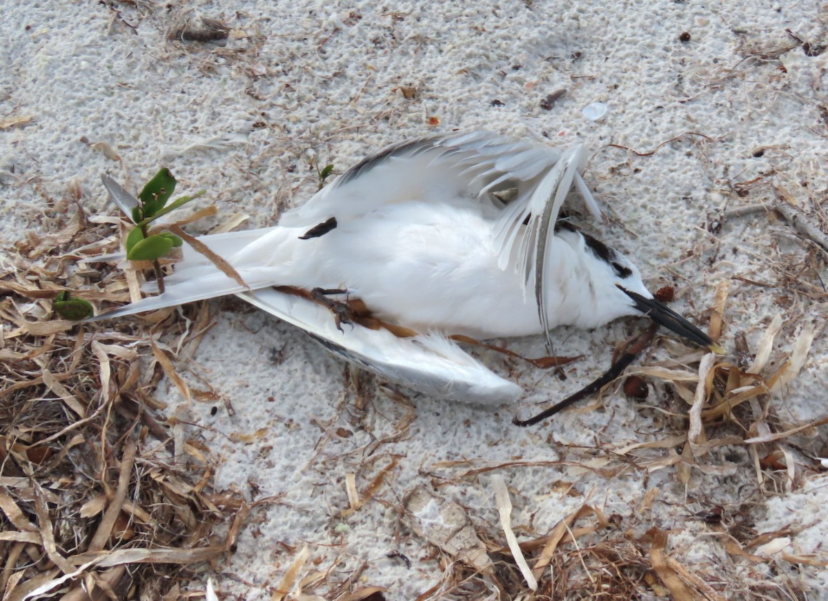 Animals - ML646404241