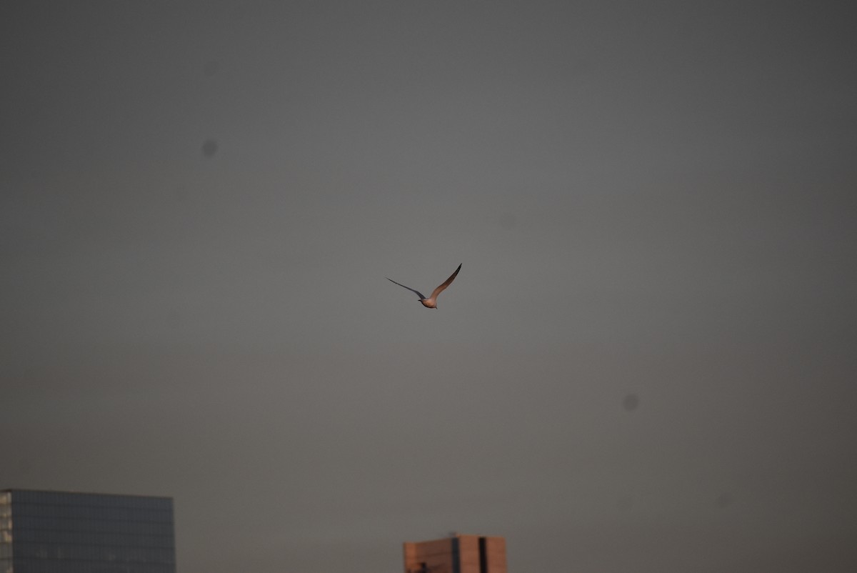 American Herring Gull - ML646404243