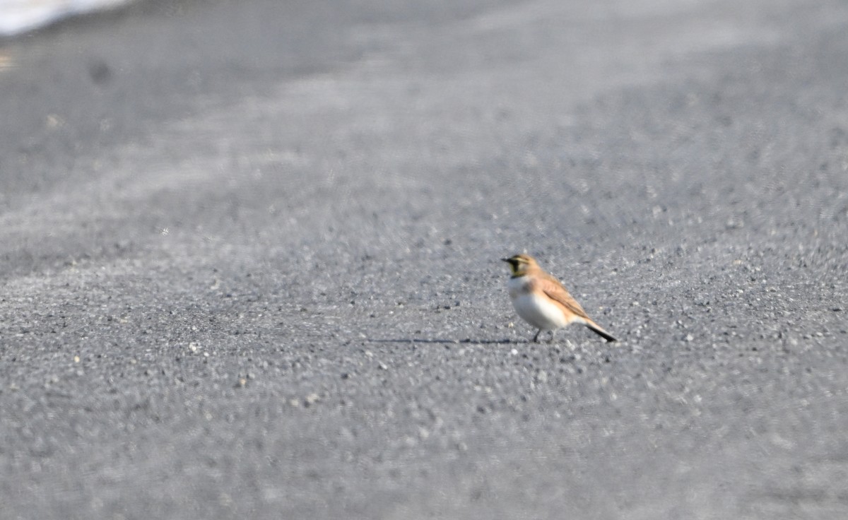 Horned Lark - ML646404244