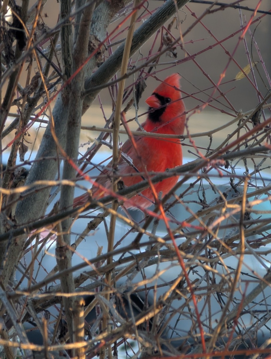 Northern Cardinal - ML646404250