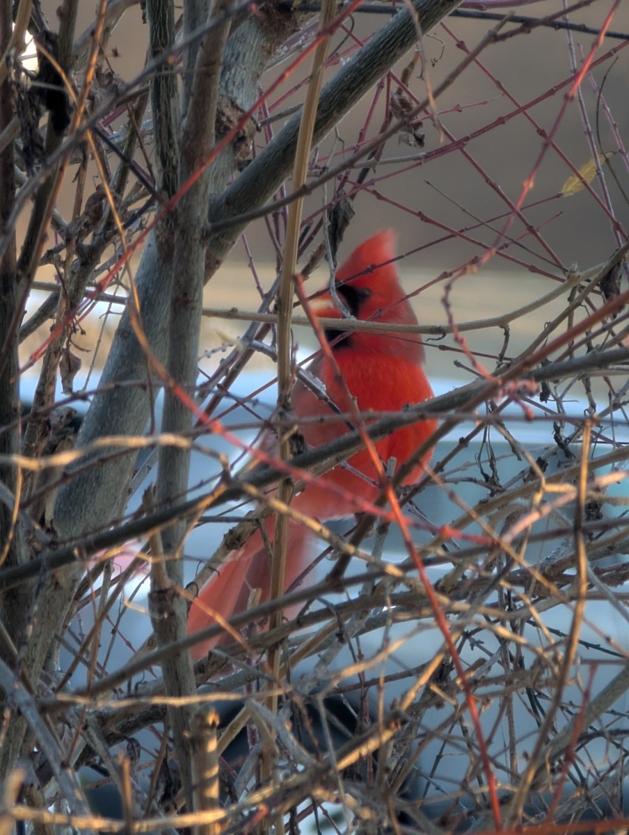 Northern Cardinal - ML646404251