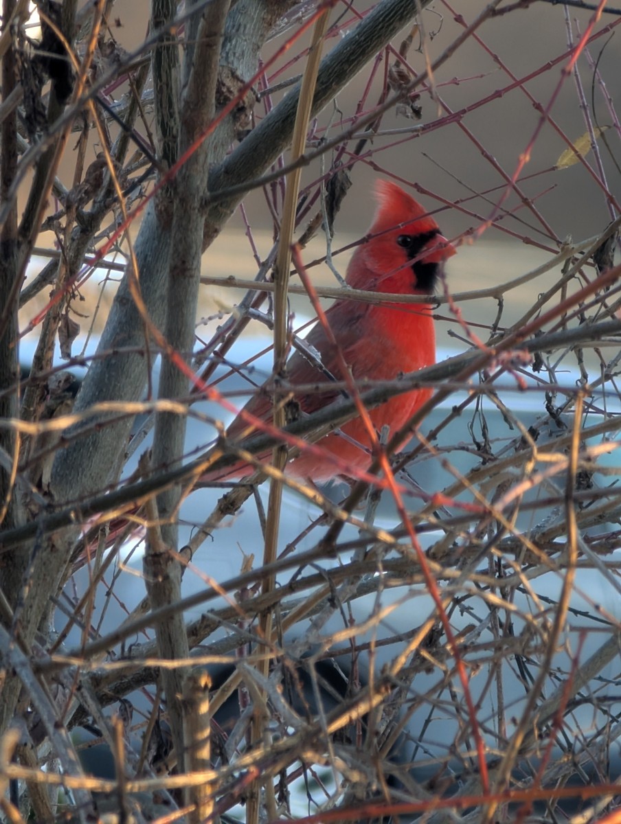 Northern Cardinal - ML646404252