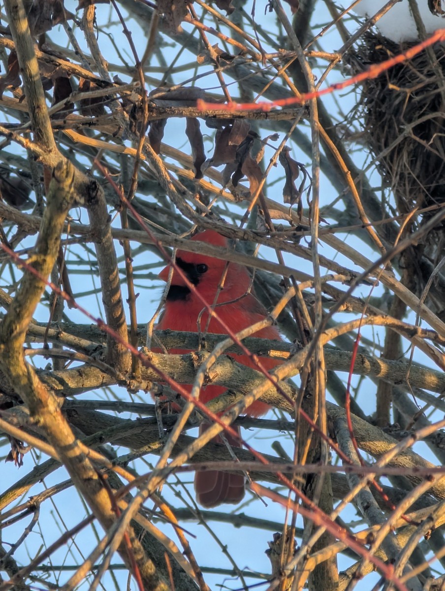 Northern Cardinal - ML646404253
