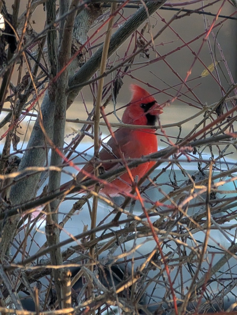 Northern Cardinal - ML646404254