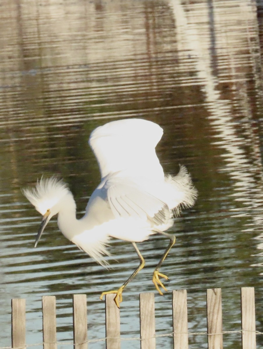 Snowy Egret - ML646404260
