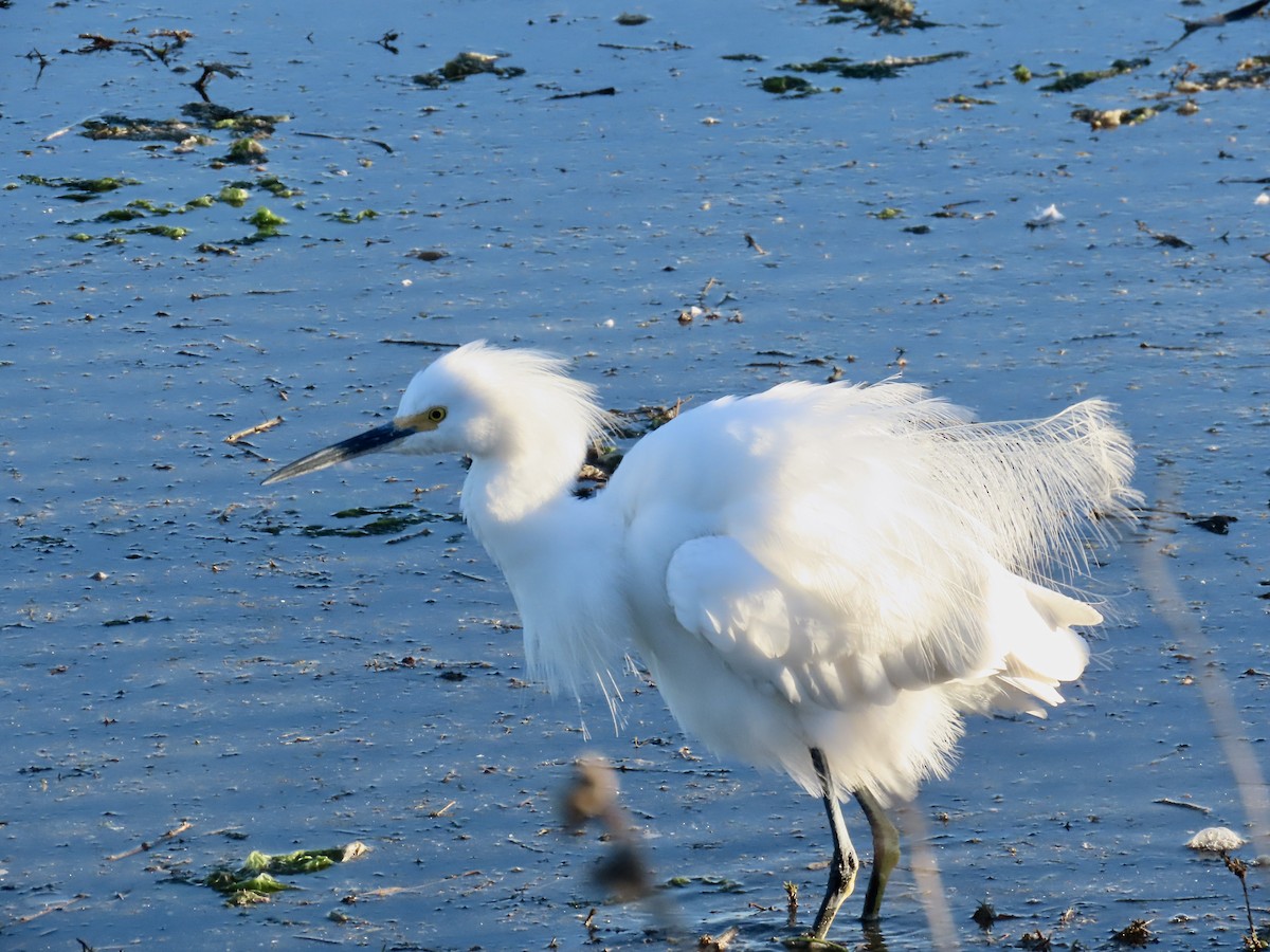 Snowy Egret - ML646404261