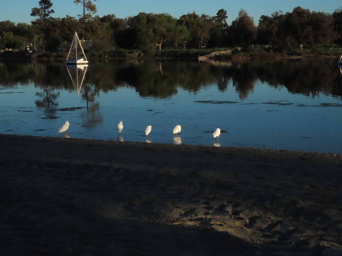 Snowy Egret - ML646404263