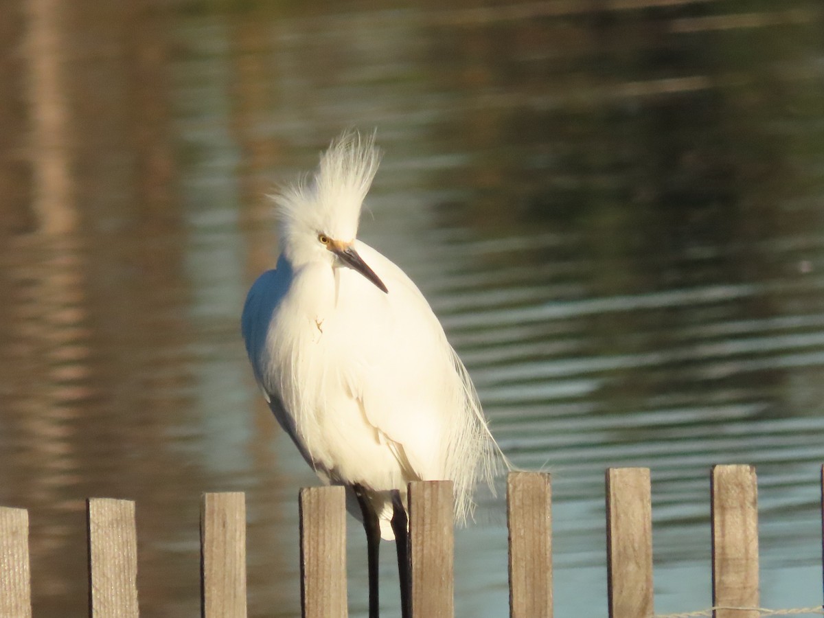 Snowy Egret - ML646404264