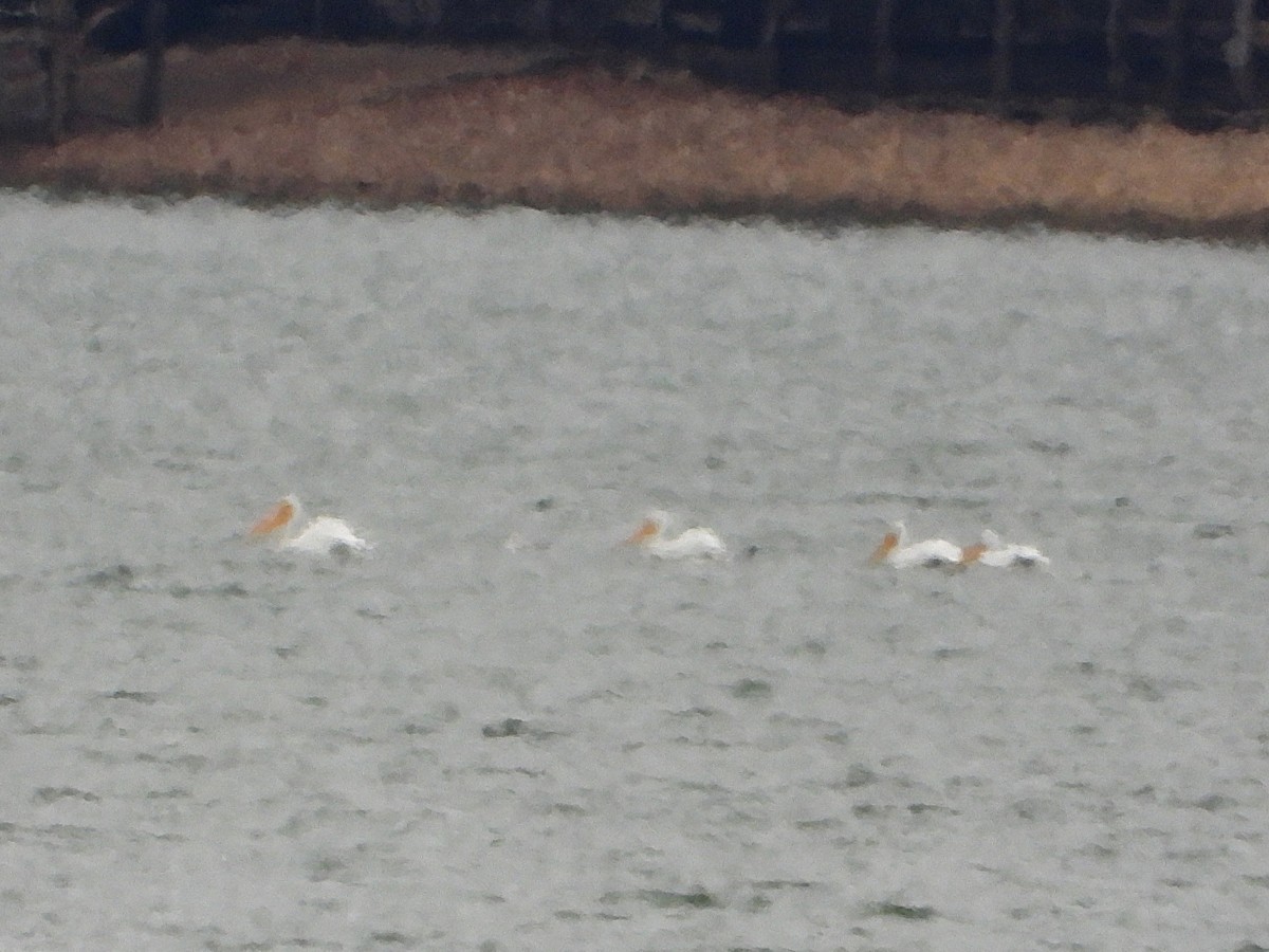 American White Pelican - ML646404265