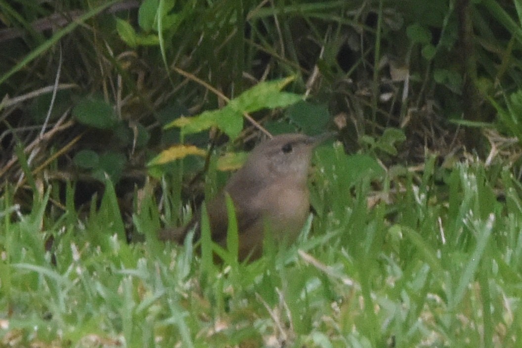 Southern House Wren - ML646404267