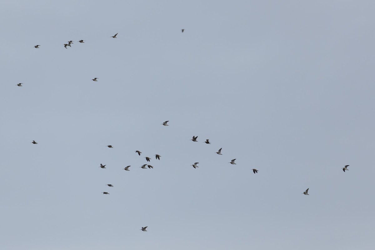 Common Snipe - ML646404269