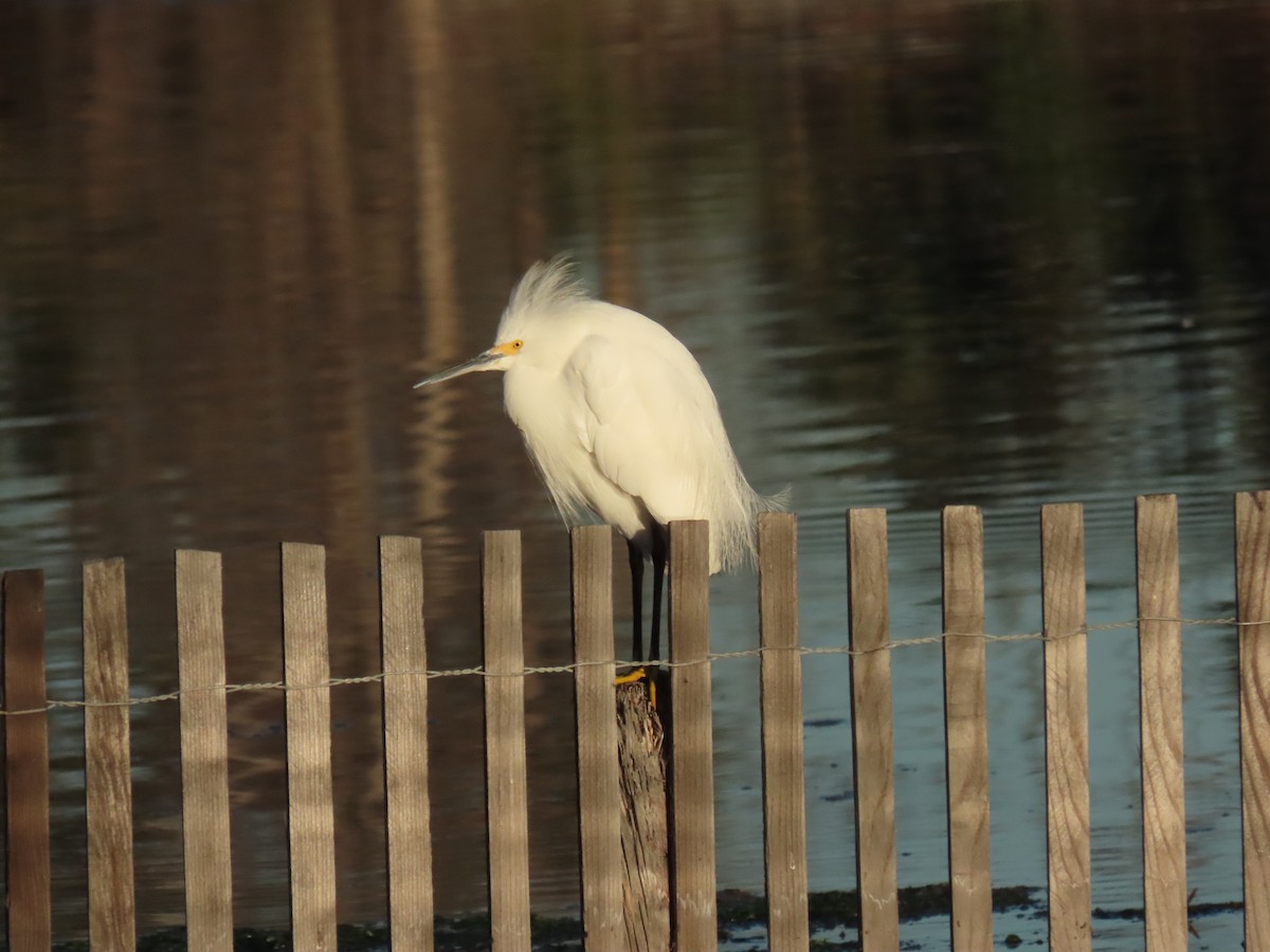Snowy Egret - ML646404270