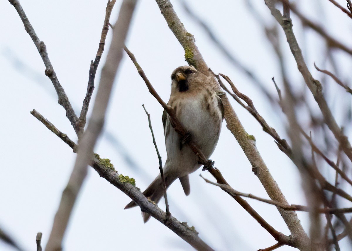 Redpoll - ML646404271
