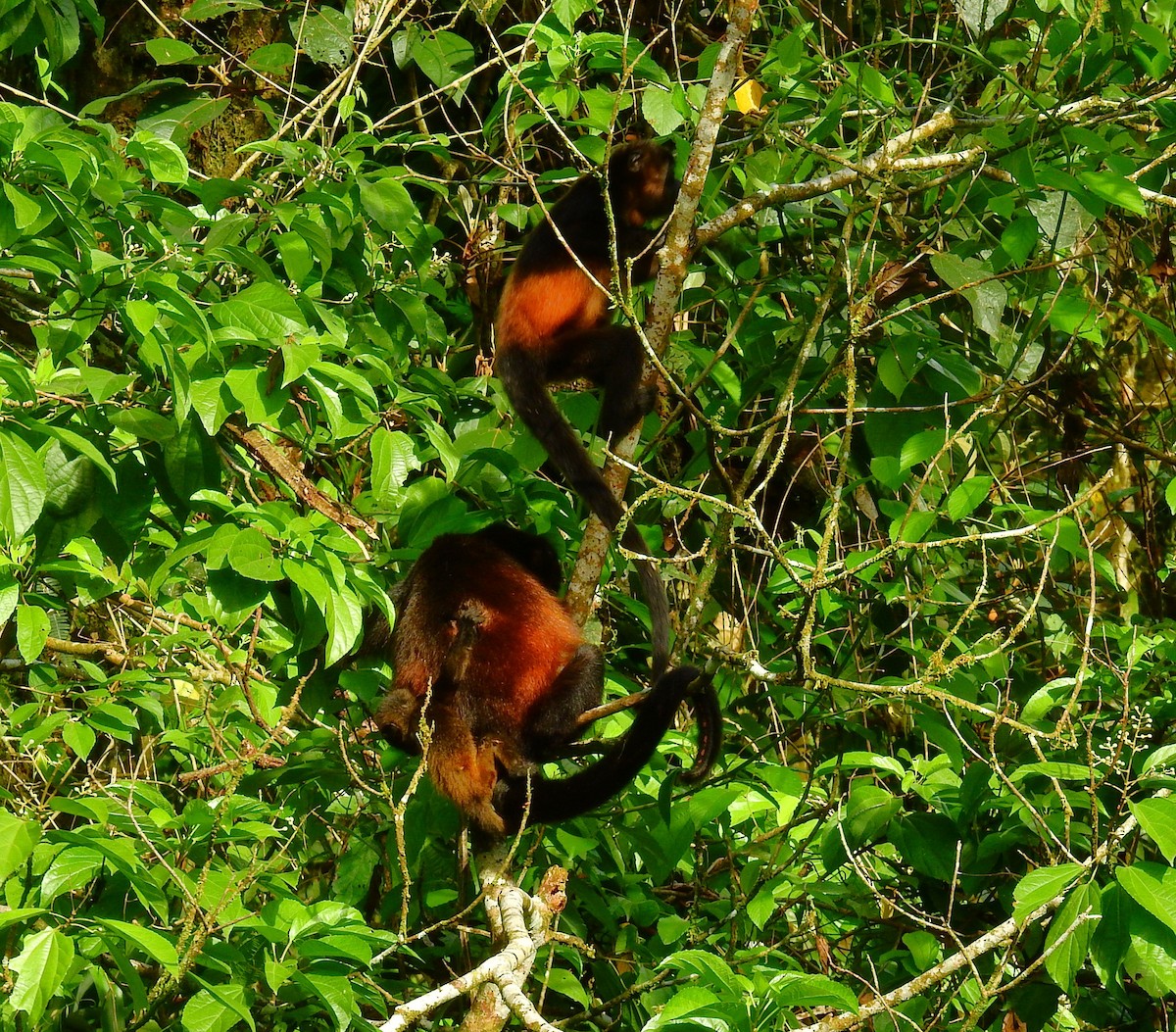 Mantled Howler Monkey - ML646404272