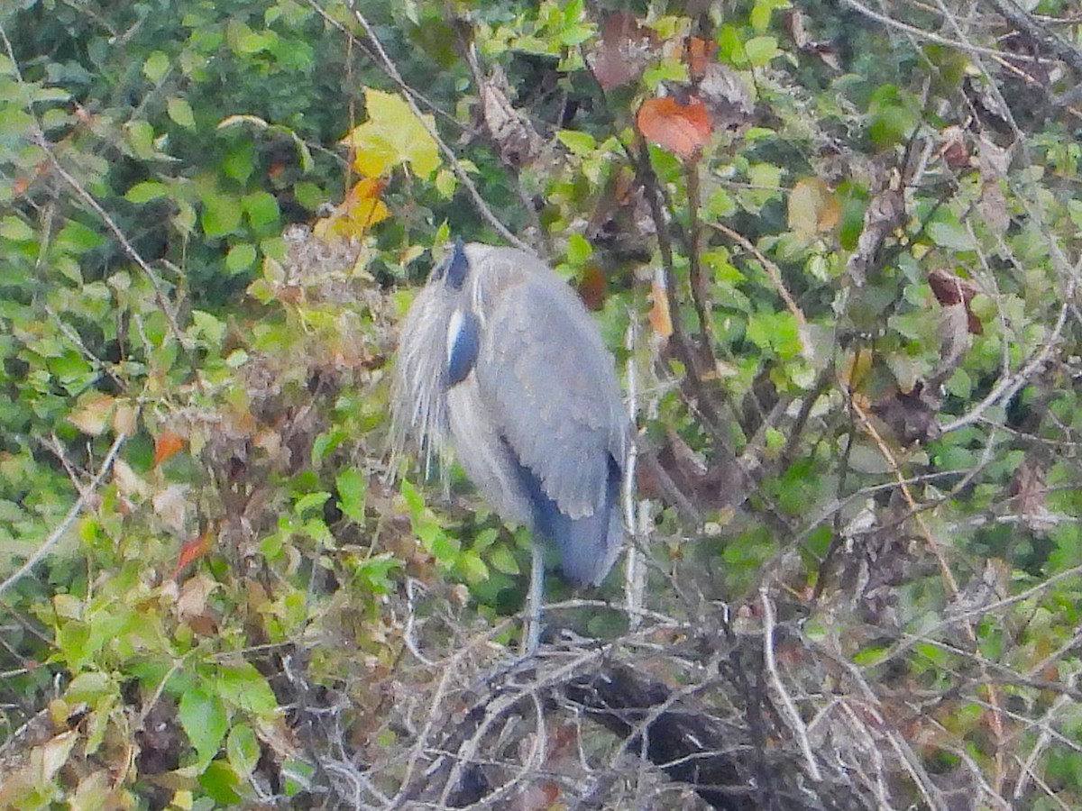 Great Blue Heron - ML646404273