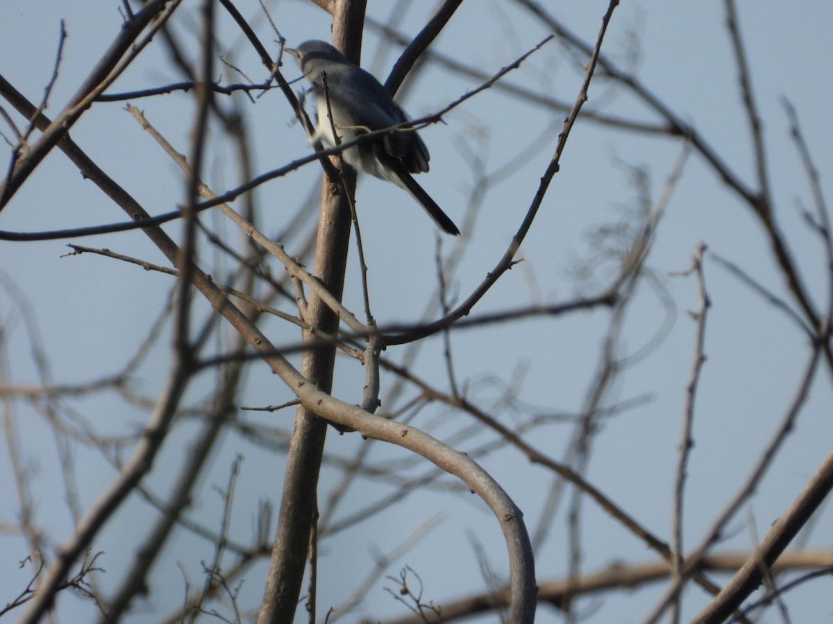 Комароловка сиза - ML646404274