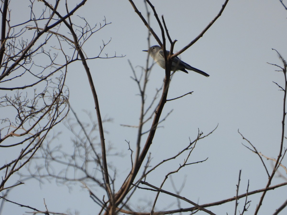 Комароловка сиза - ML646404275