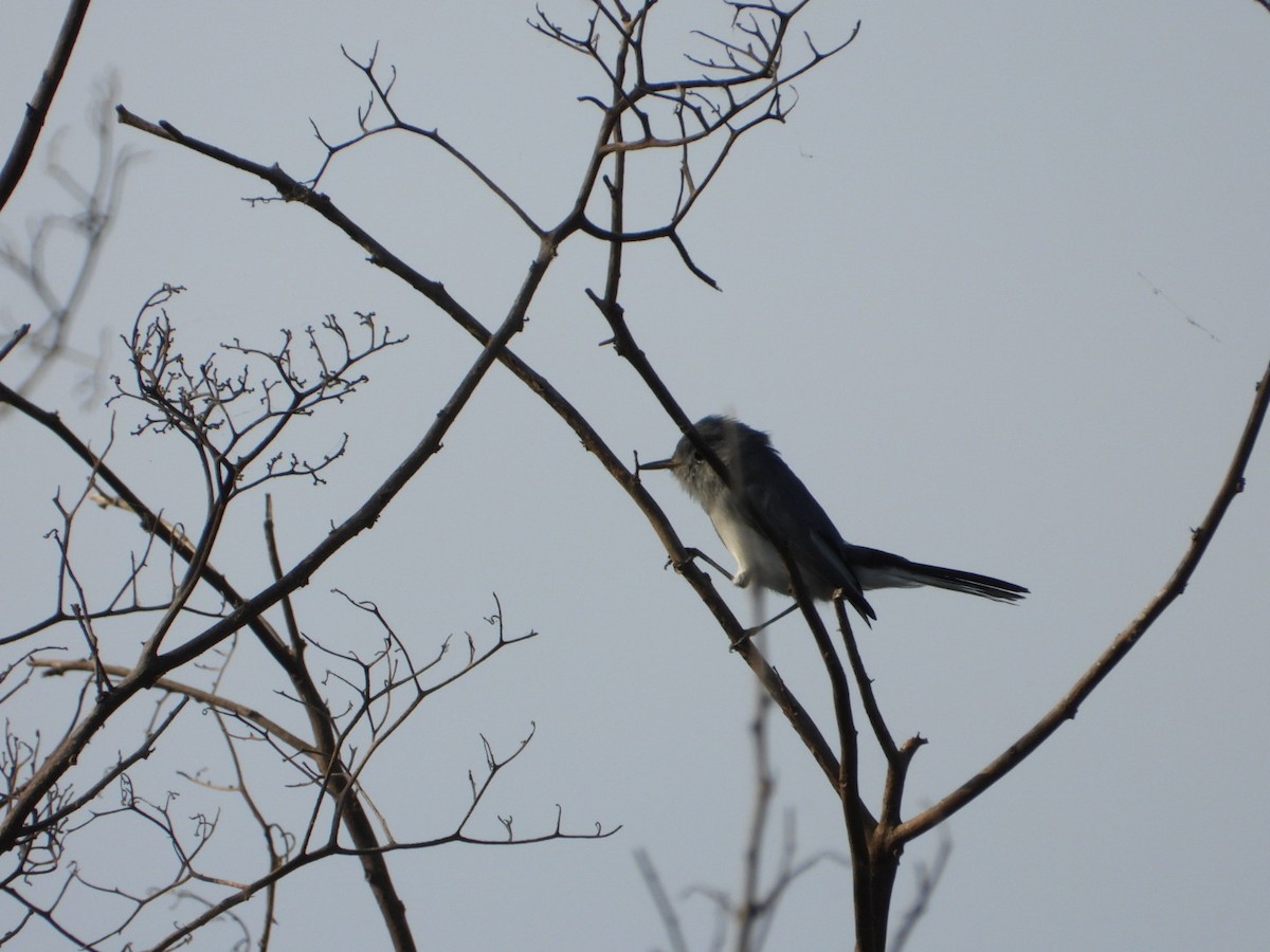 Комароловка сиза - ML646404276