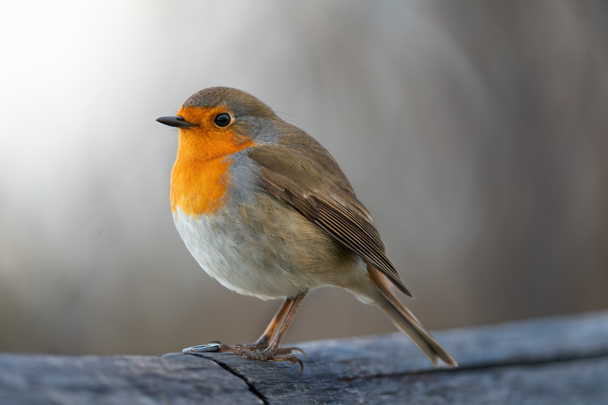 European Robin - ML646404277