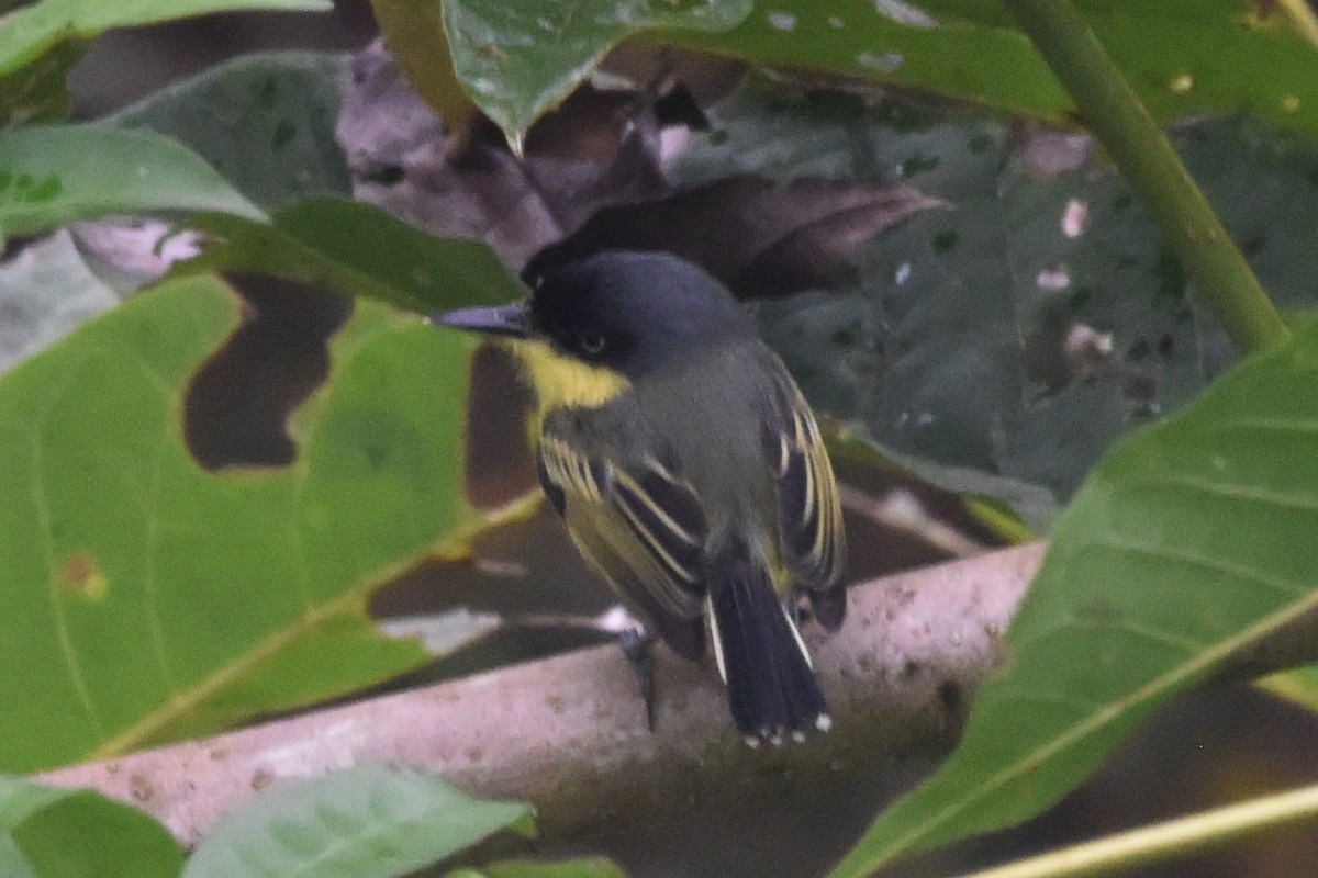 Common Tody-Flycatcher - ML646404278