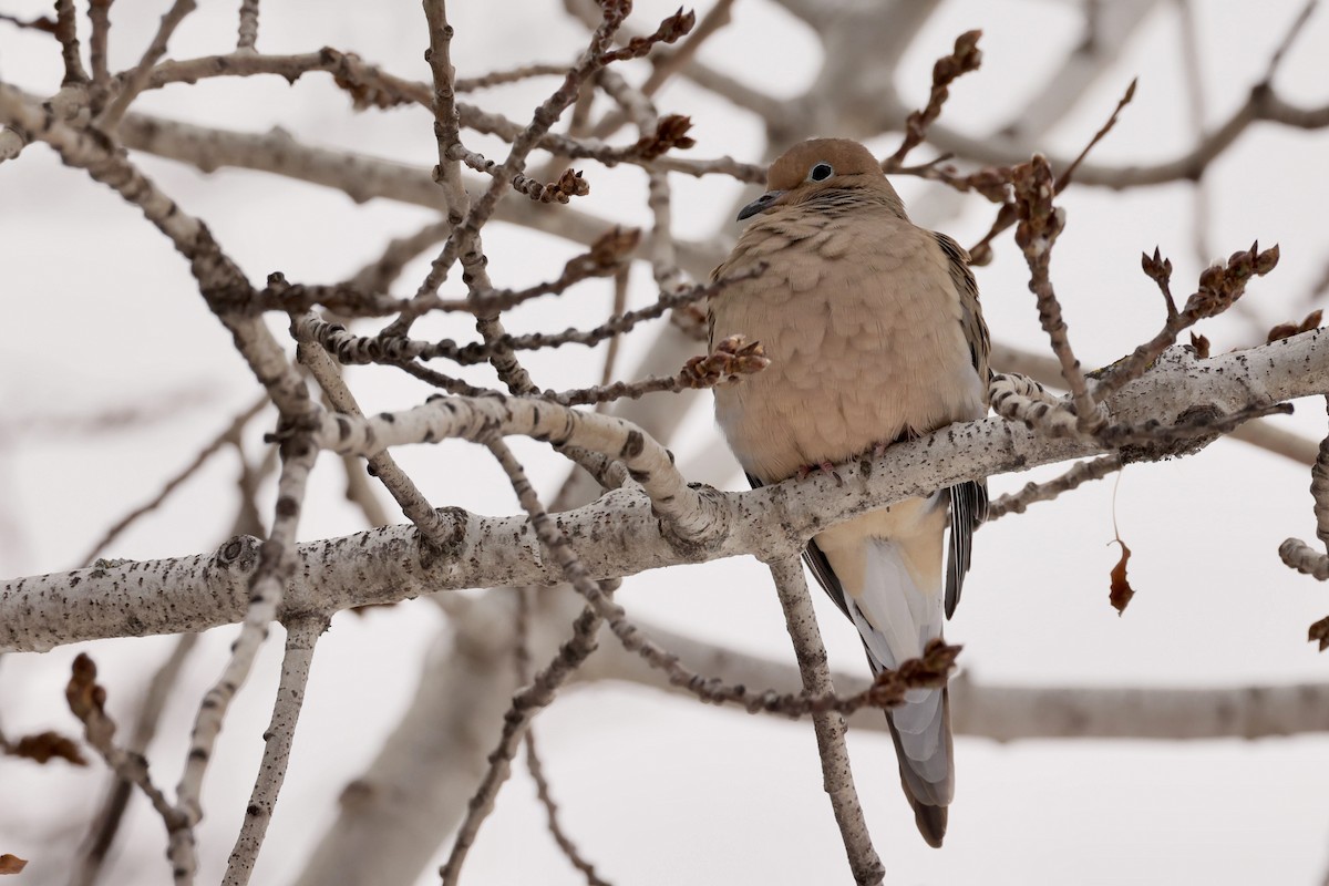 Mourning Dove - ML646404283