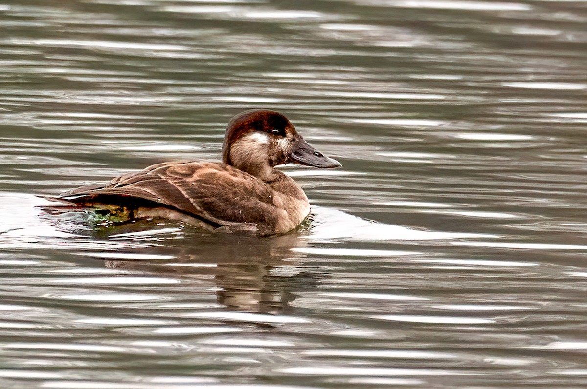 Negrón Careto - ML646404285