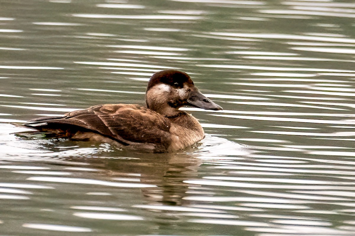 Negrón Careto - ML646404286