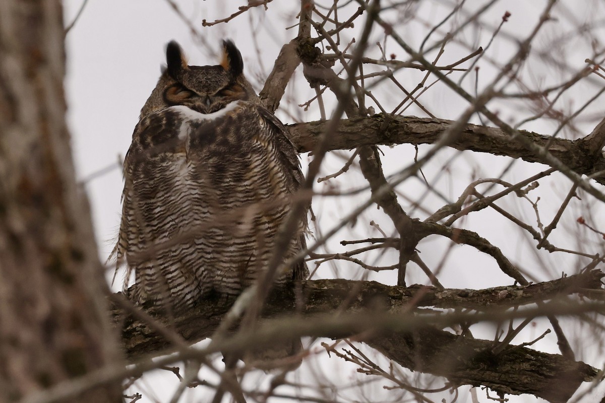 Great Horned Owl - ML646404288