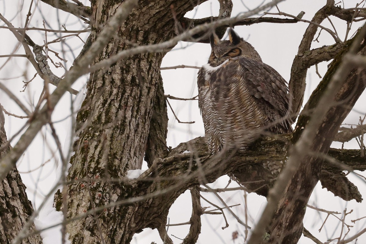 Great Horned Owl - ML646404290