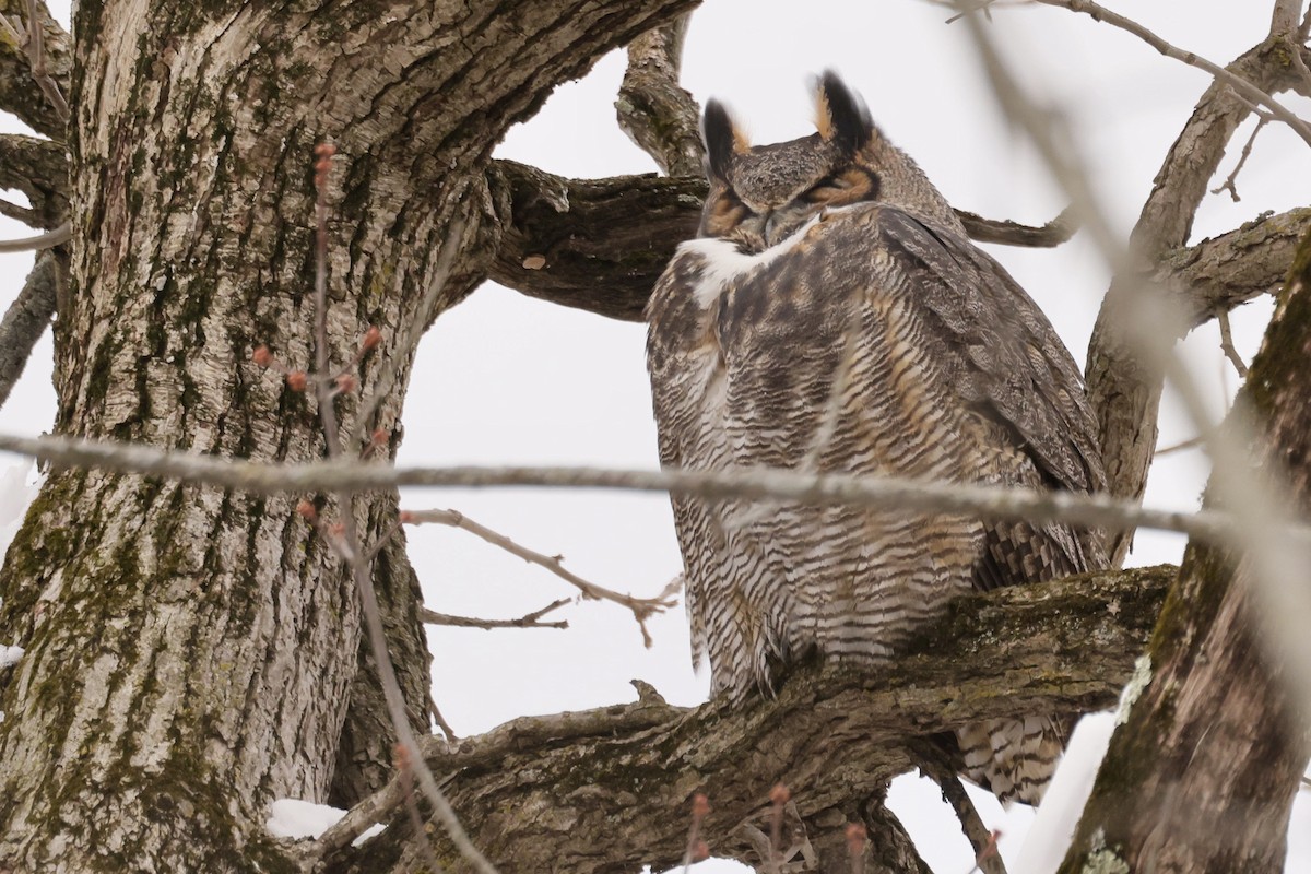 Great Horned Owl - ML646404291