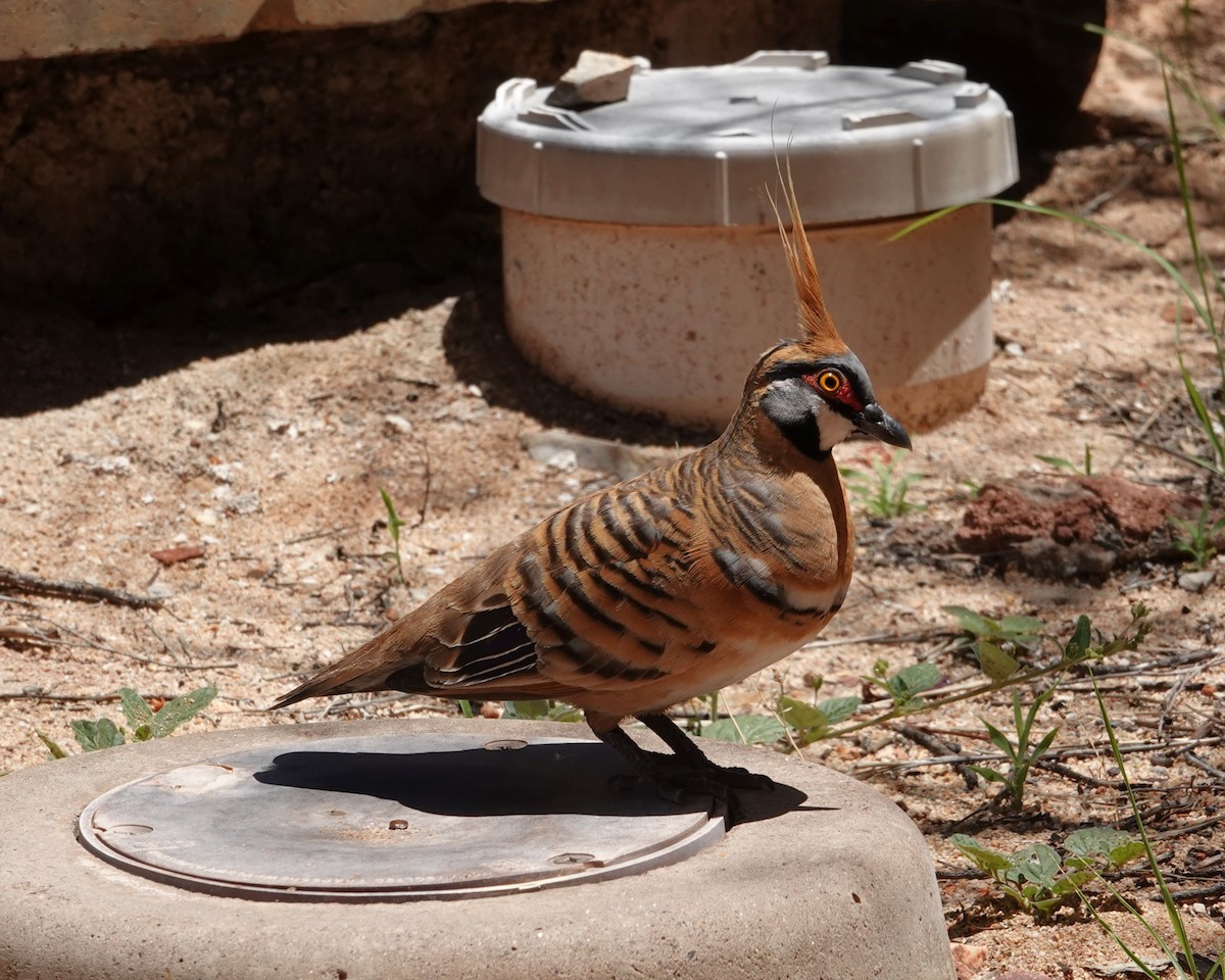 Острохохлый бронзовокрыл - ML646404299