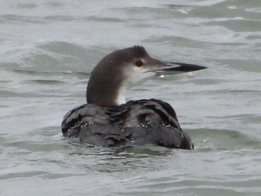 Common Loon - ML646404300