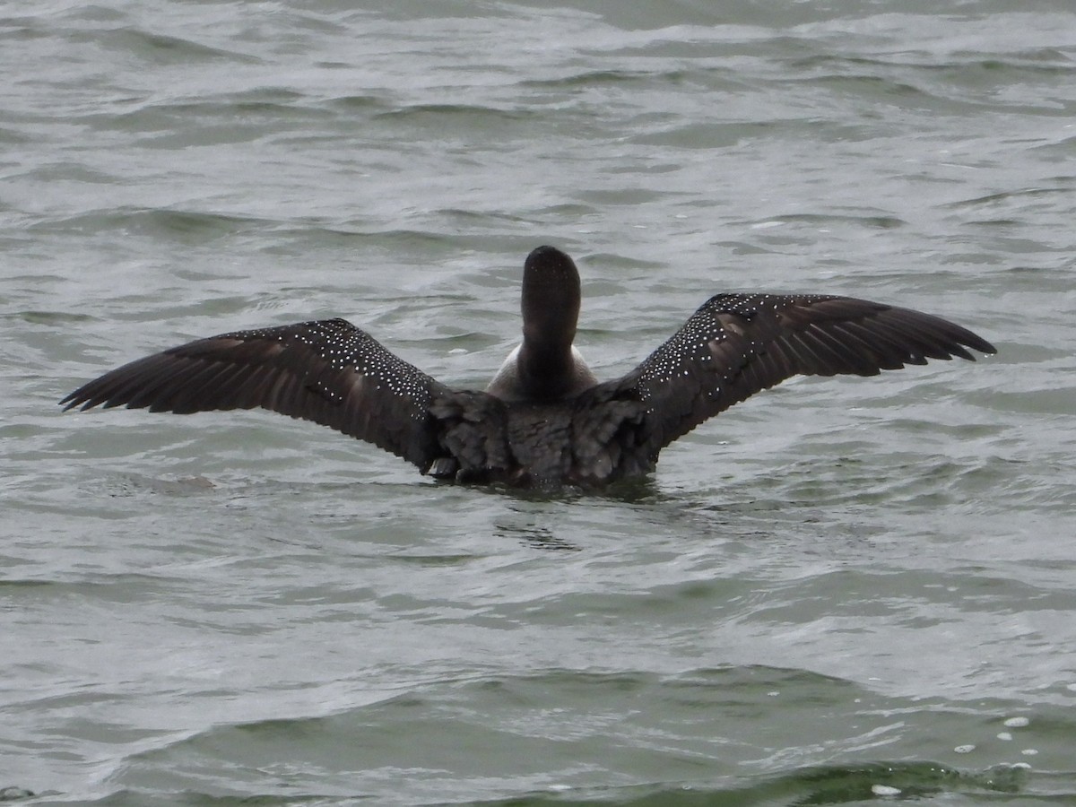 Common Loon - ML646404301