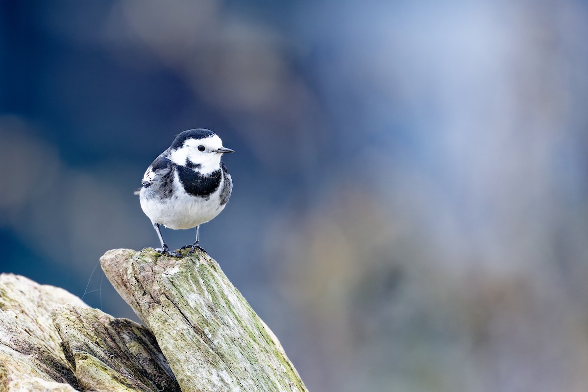 konipas bílý (ssp. yarrellii) - ML646404304