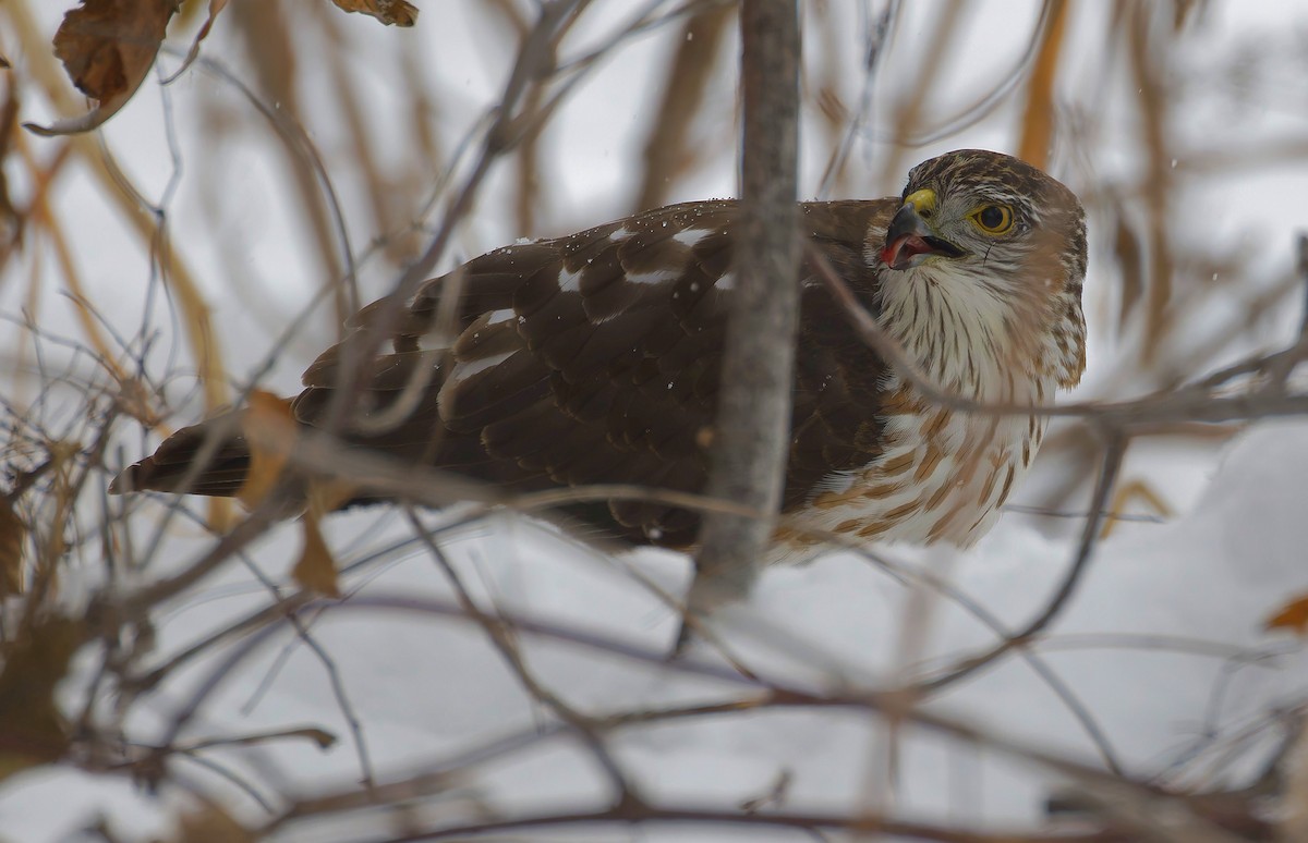 Sharp-shinned Hawk - ML646404305