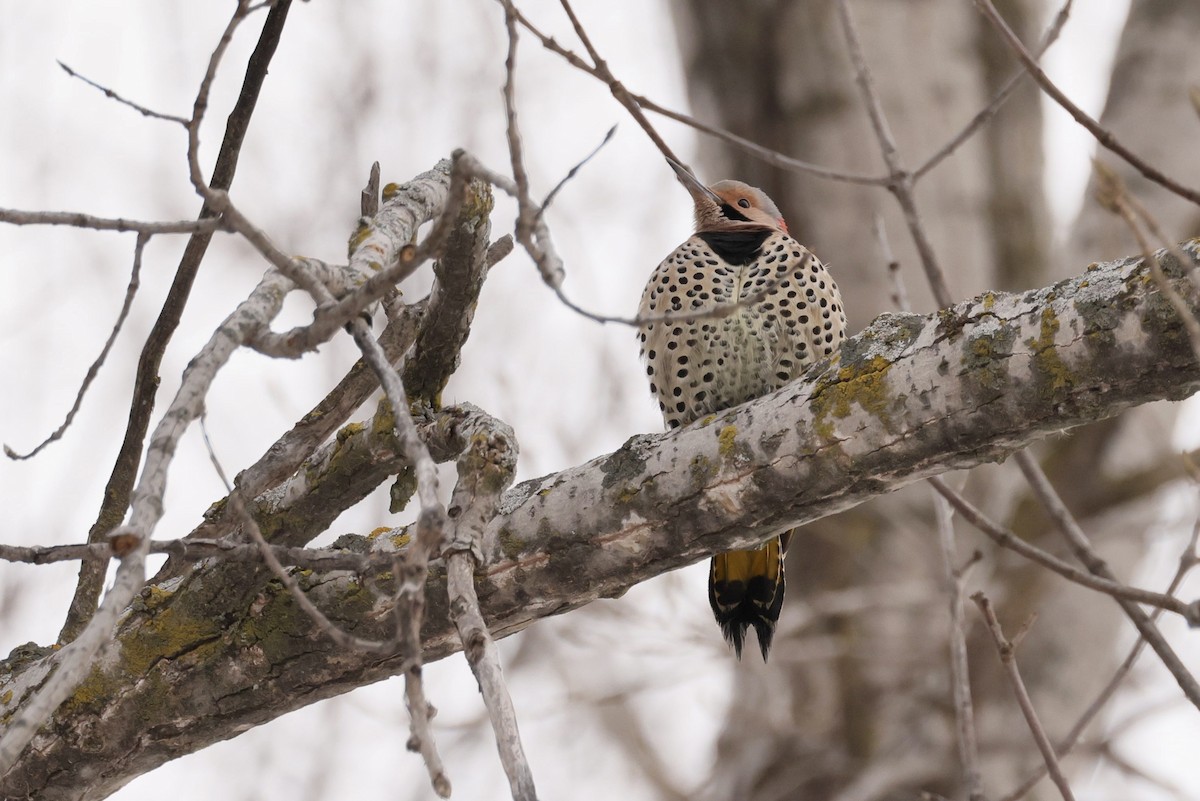 Northern Flicker - ML646404307