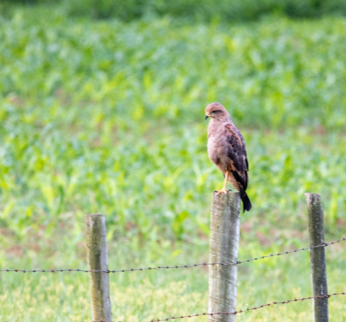 Busardo Sabanero - ML646404311