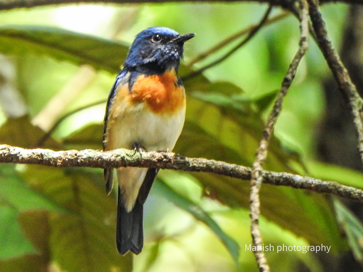 Gobemouche à menton bleu - ML646404314