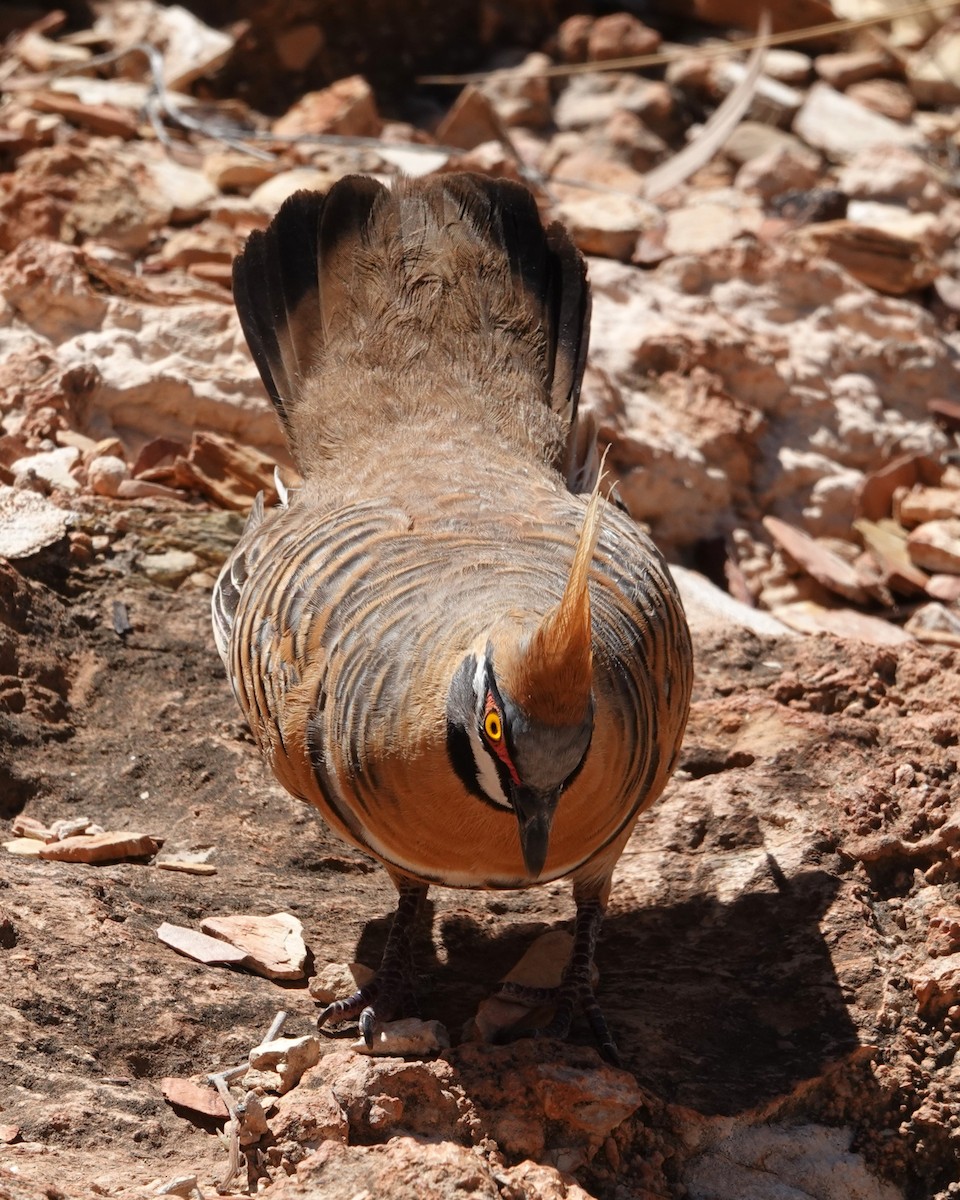 Острохохлый бронзовокрыл - ML646404315