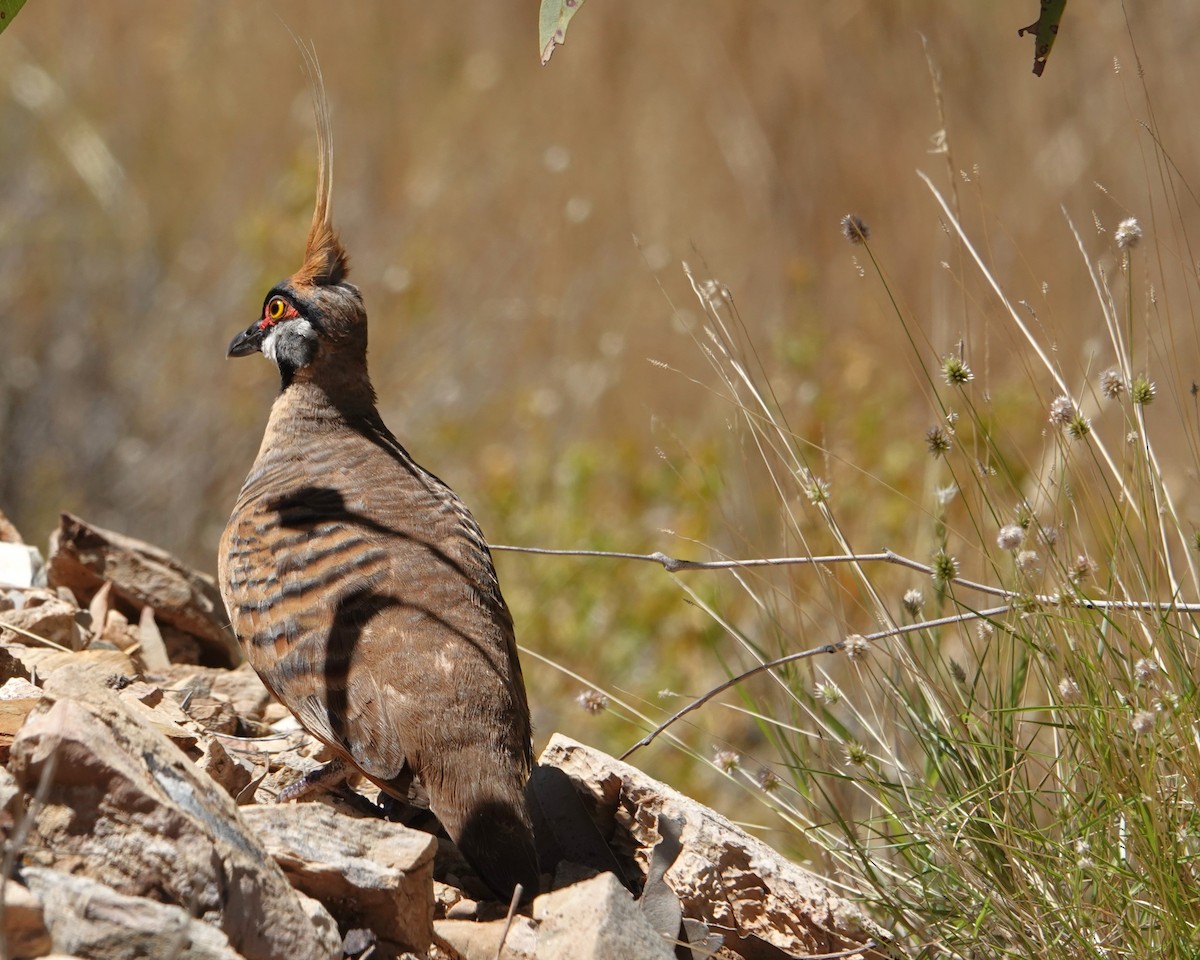 Острохохлый бронзовокрыл - ML646404316