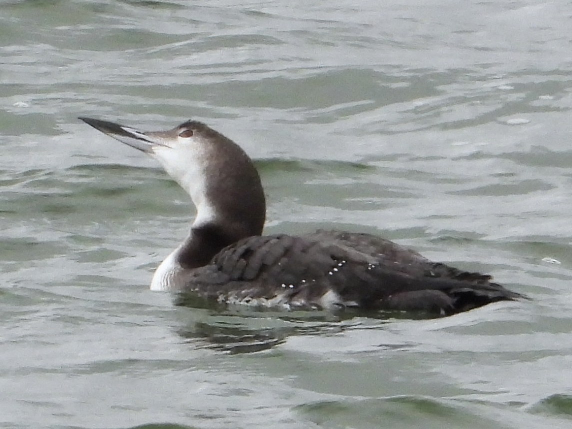 Common Loon - ML646404317