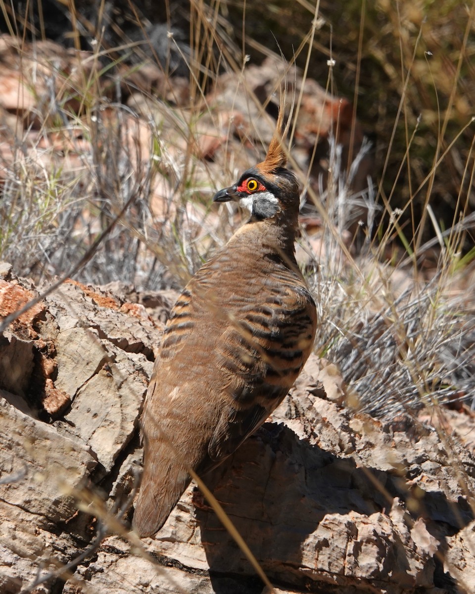 Острохохлый бронзовокрыл - ML646404318