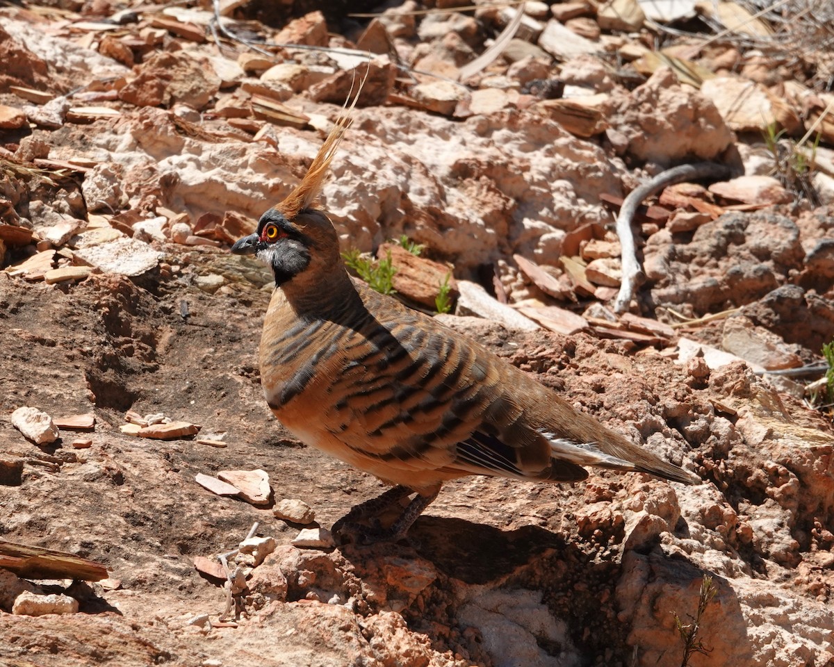 Острохохлый бронзовокрыл - ML646404319