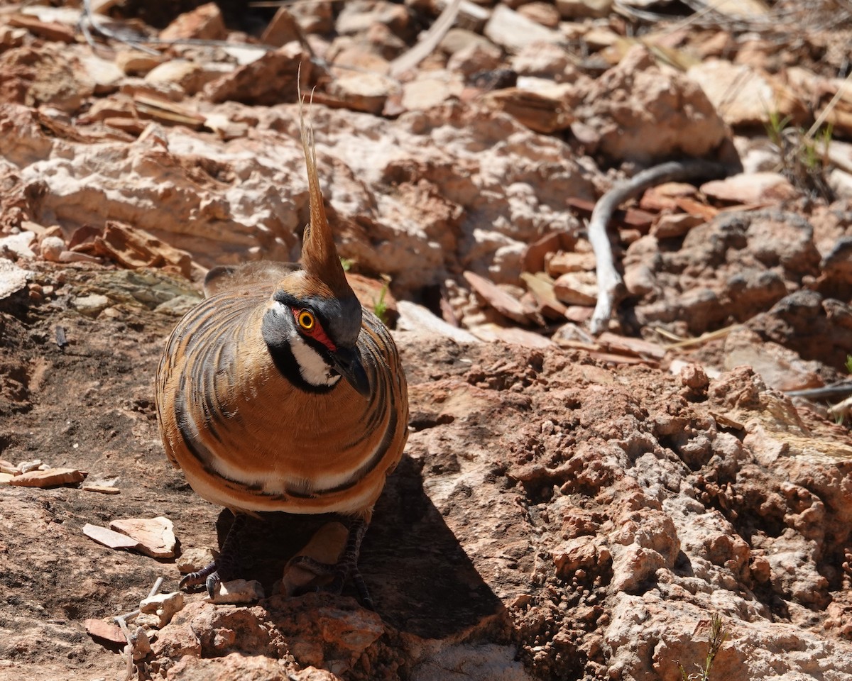 Острохохлый бронзовокрыл - ML646404320