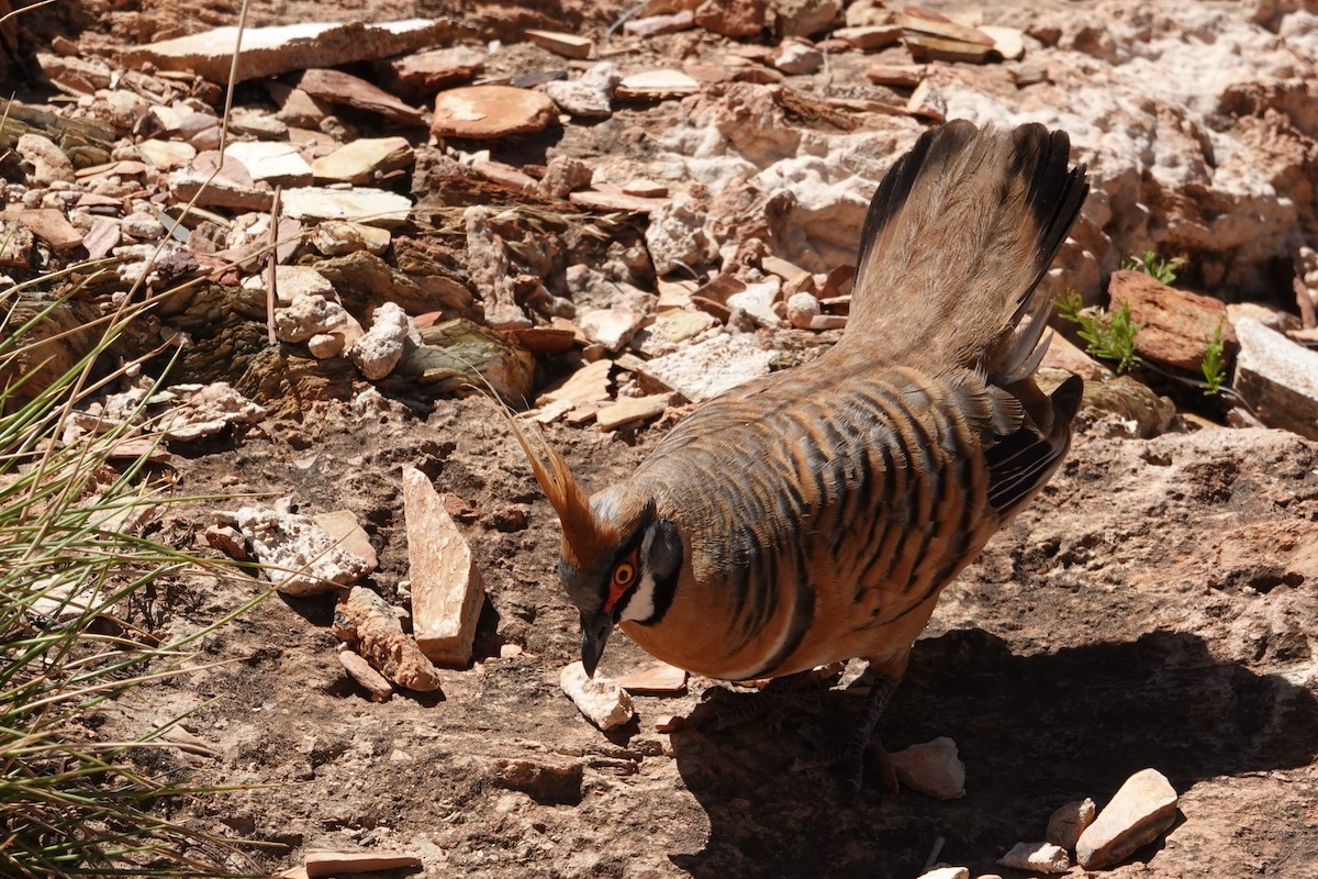 Острохохлый бронзовокрыл - ML646404321