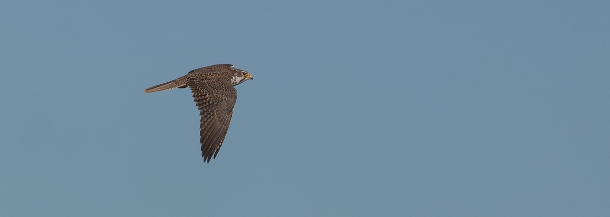 Prairie Falcon - ML646404323
