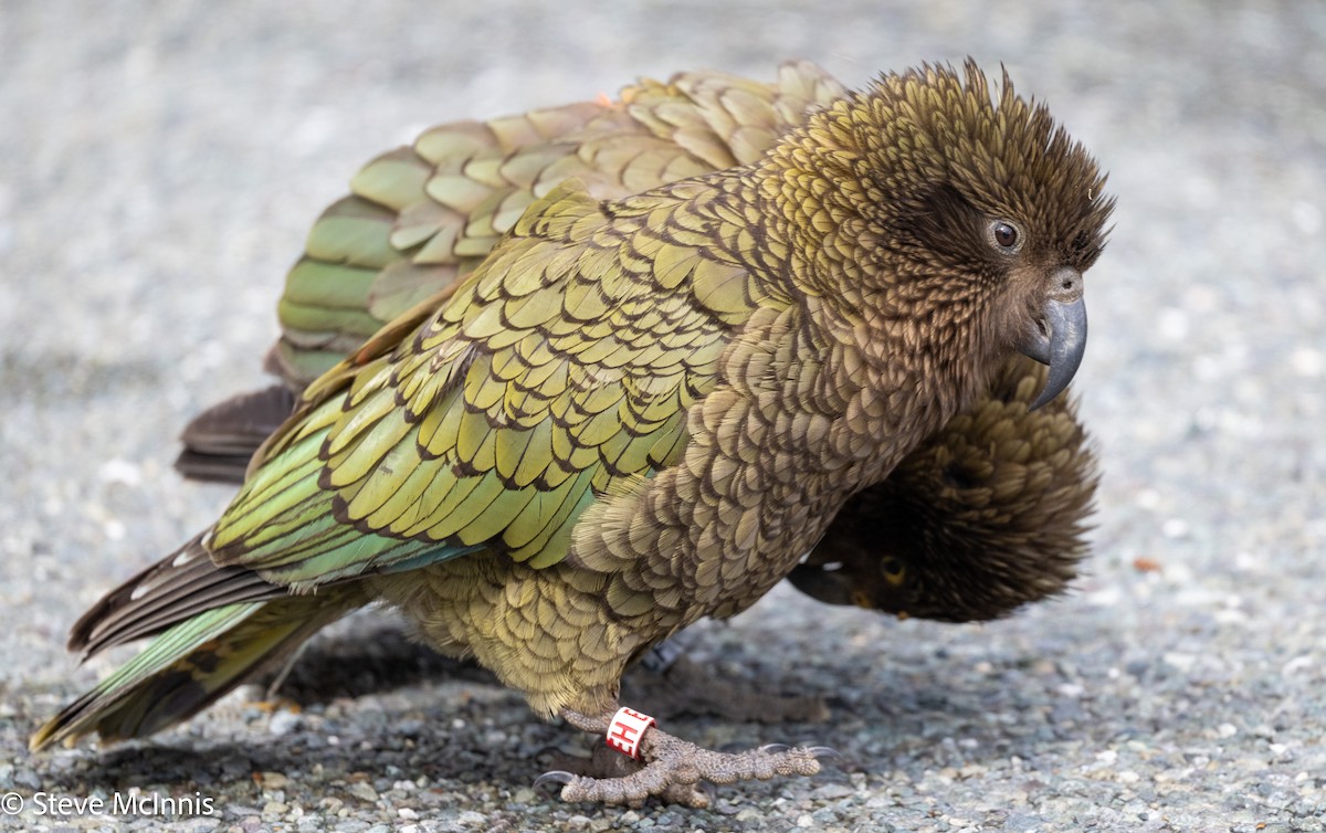 Kea - ML646404324